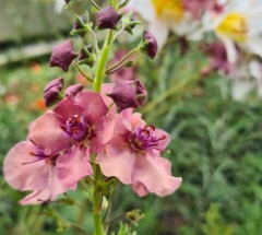Verbascum 'Southern Charms'